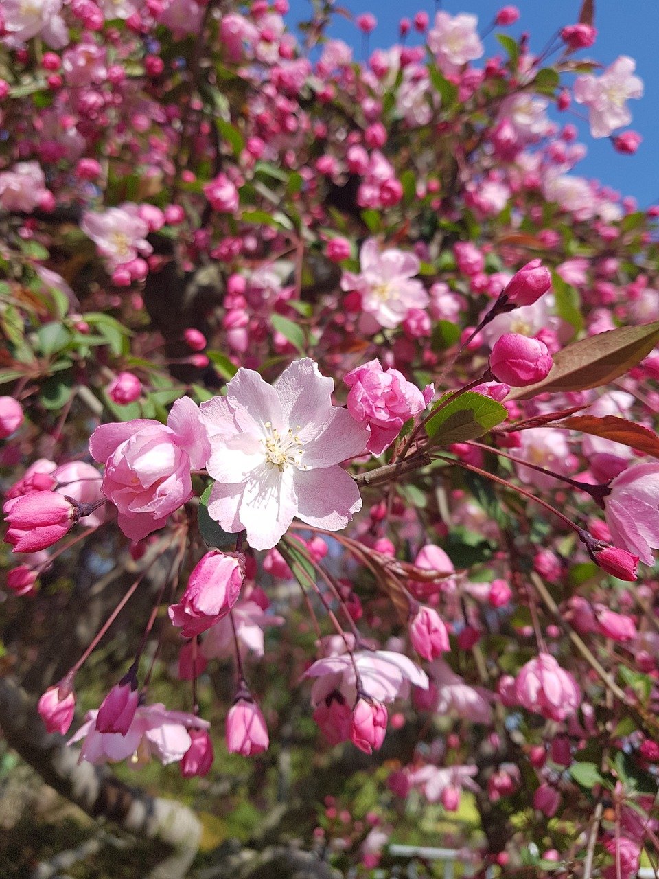 Cost Of Living In Floral Park USA Cost Of Living In Floral Park USA