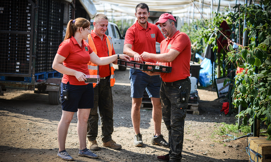 Seasonal Fruit Picking Jobs Available at Hall Hunter Farms in the UK